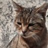 Bluesmoke's profile picture