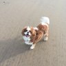 Фото профиля Mollie The Dog