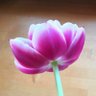 Satu Leinonen's profile picture
