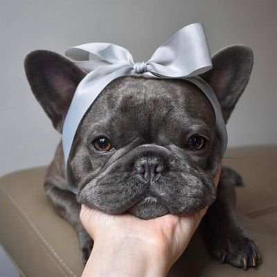 French Bulldog's profile picture
