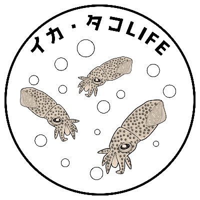 ももいか's profile picture