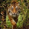 Troisième mon doigt's profile picture