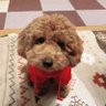 Фото профиля ダイアナ・マンチカン