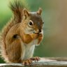 Dillon the Squirrel's profile picture