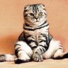 仮想空間の猫・ケットシー's profile picture