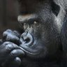 vieux gorille 237's profile picture