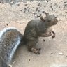 Happy the Squirrel's profile picture