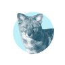 🦊 的头像