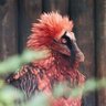 Bearded Vulture's profile picture