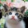 Profilbild von Neko☆(≧∀≦*)♪