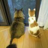 Etsu🐈🐾 profil fotoğrafı