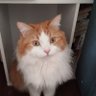 ノアノア profil fotoğrafı