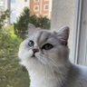 Profilbild von Alavella Fella Canım
