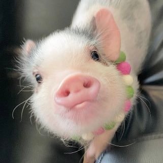 shiratamapig's profile picture