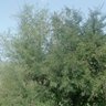 محمدعبدالرب قائد لطف profil fotoğrafı