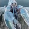 My Blue Lobster 的头像