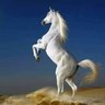 النادر الوايلي's profile picture