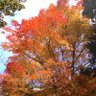 Autumn_lover's profile picture
