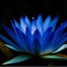 Profilbild von 青い蓮💙🪷le lotus bleu