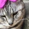 Фото профиля 織姫つう