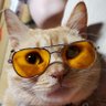 アキレスタイヤン's profile picture