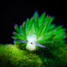 Profilbild von Costasiella