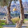 Фото профиля amjad alsani