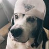 Profilbild von Brendiesel1995