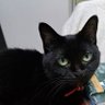 猫婆ぁ🌌🌝's profile picture