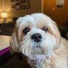 Sherri Schoppert profil fotoğrafı