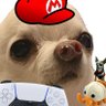 chiwi is love🐶's profile picture