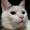 ニャニャ吉。's profile picture