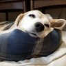 Profilbild von ぱぱぱぱぱぶろん