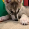 モモ🍑シベリアンハスキー猫🐍 的头像