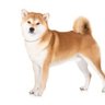 人生ってひとり相撲 profil fotoğrafı