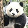 Profilbild von Jiggah - Buying CS Skins