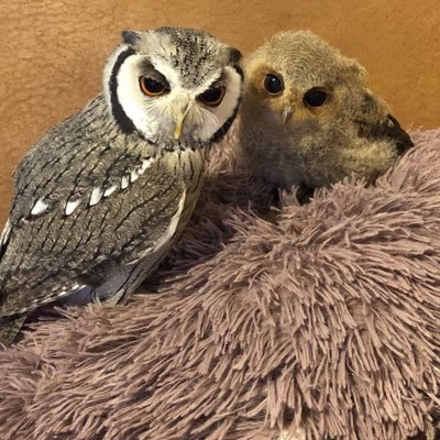 purinon2929k's profile picture