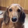 🐕 犬のポチくん。🐾 profil fotoğrafı
