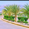 يحيى شرف's profile picture