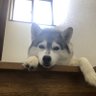 しろわんこ's profile picture