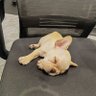 St profil fotoğrafı