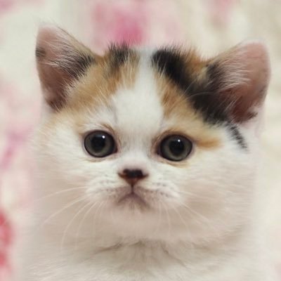 猫は液体's profile picture
