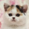 猫は液体 的头像