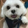 まるめろ profil fotoğrafı