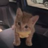 Фото профиля むぎ🐈🐾くつしたねこ🧦⋈*。゚
