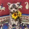HARU🌻's profile picture