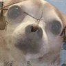Septum Pedicillum's profile picture