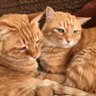 猫と日本を守りたいポンプシーナ 的头像