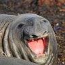 Profilbild von Casanova