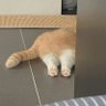 wuhandsome profil fotoğrafı